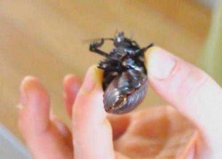 Mau Mencicipi Sarapan dengan Menu Kecoa?