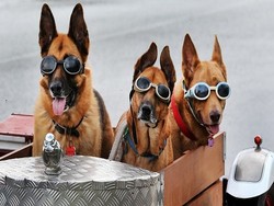 Ketika 3 Anjing Jadi Bikers