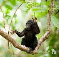 Populasi Terus Menurun, Yaki Si Monyet Petani Kini Terancam Punah