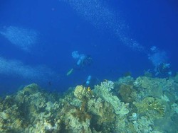 Menyelam di Bunaken, Jernih Banget!