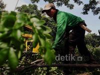 Memangkas Cabang, Mencegah Pohon Tumbang