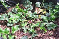 Purwaceng, Jamu Rahasia Pria Dewasa untuk Selalu Greng