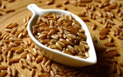 Kamut, Beras Gandum Mungil yang Berprotein Tinggi