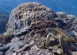 Ini Cara Gratis Jalan-jalan Keliling Dunia