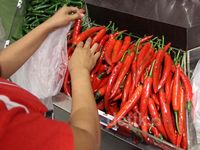 Kebutuhan Cabai Indonesia Kembali Aman