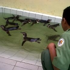 10 Pinguin Tambah Koleksi Taman Safari Prigen