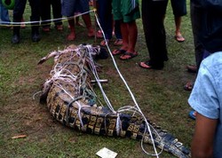 Berbekal Tombak, Efran Ringkus Buaya Sepanjang 3 Meter 
