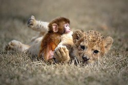 Kisah Romantis Bayi Monyet dan Singa di China