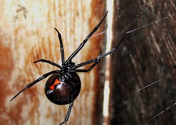 Laba-laba Cantik Namun Beracun ada di 6 Tempat Ini