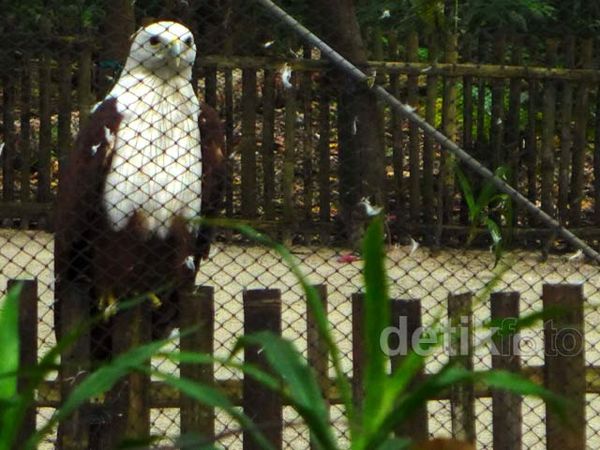 Mengunjungi Penangkaran Elang Bondol di Pulau Kotok