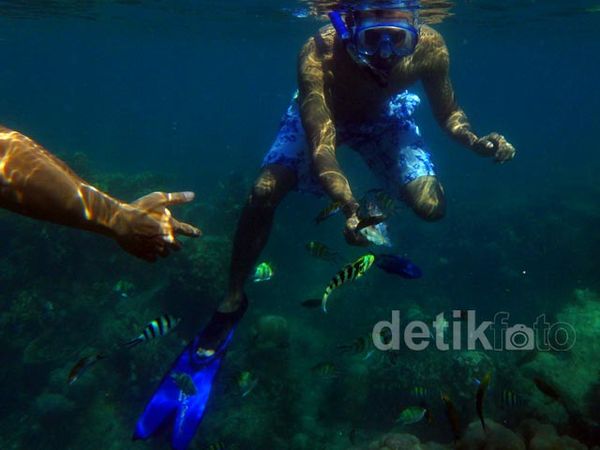 Mengintip Keindahan Bawah Laut Pulau Harapan