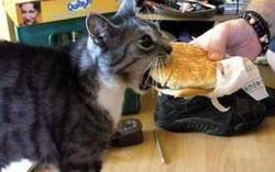 Waduh, Kucing Ini Kecanduan Burger McDonalds!