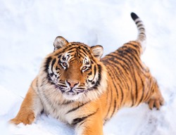 Seperti Film Hangover, Turis Temukan Harimau di Toilet