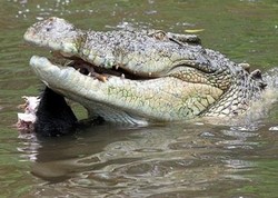 Australia Bikin Satgas Anti Buaya