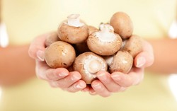 Jamur yang Dijemur Di Bawah Sinar Matahari Lebih Kaya Vitamin D