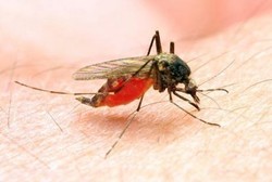 Lakukan Hal-hal Ini Agar Terhindar dari Penyakit Malaria