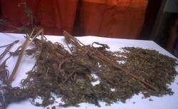 Sita 60 Kg Ganja, Polda Sumsel Amankan 4 Tersangka