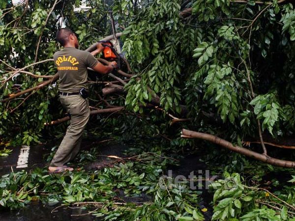 Pohon Tumbang Halangi Jalur TransJ