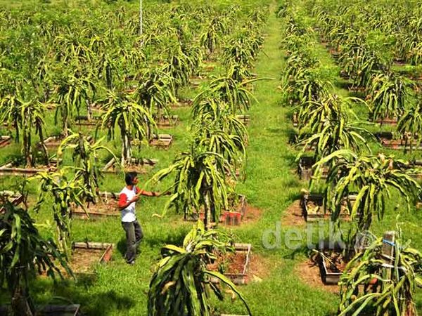 Bosowa Rambah Bisnis Sayuran Organik