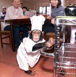 8 Peluang Bisnis Paling Konyol dari Pengusaha Asia