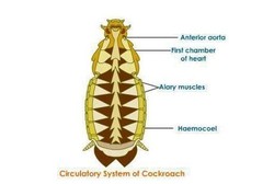 Ini Dia Jenis Cacing yang Bisa Terbawa Lewat Kecoa