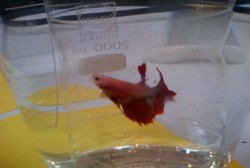 Mau Kurangi Risiko Malaria & Demam Berdarah? Peliharalah Ikan Cupang