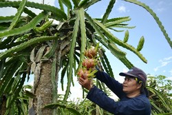 Akhir Pekan Seru di Gowa, Jalan-jalan ke Kebun Buah Naga