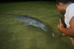 Memberi Makan Lumba-lumba, Siapa Mau Coba?