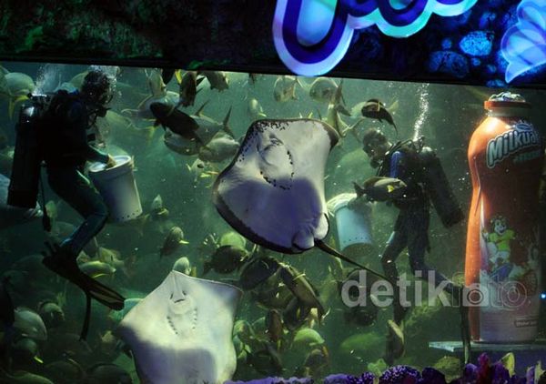 Milkuat Freshy Diluncurkan di Akuarium Sea World