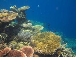 Snorkeling di Pulau Menjangan Bali, Mantap!