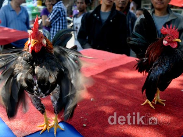 Ayam-ayam Peragawan Adu Tampan