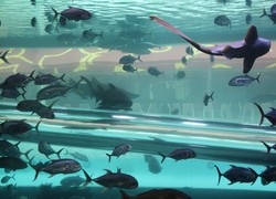 Di Hotel Ini Anda Bisa Berenang Bareng Hiu!