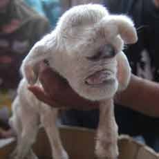 Heboh Anak Kambing dengan Belalai Mirip Gajah