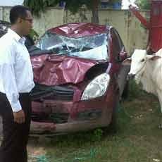 Komplotan Pencuri Sapi Antar Provinsi Dibekuk, Satu Pelaku Kabur