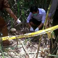 Kerangka Manusia di Kebun Tebu Gemparkan Warga Jombang