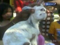 Unik, Anak Kambing Mirip Gajah dan Bermata Satu