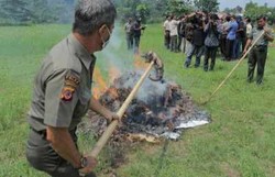 Petugas Musnahkan Daging Trenggiling Selundupan Senilai Rp 39 Miliar