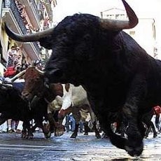 Pria Jepang Tewas Diseruduk Banteng Seberat 1.100 Kg