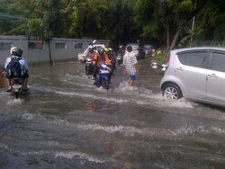 Ular Sanca Batik Muncul di Tengah Banjir di Kampung Makasar 
