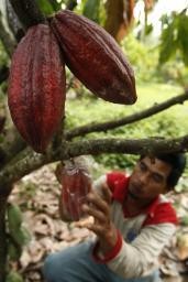 Peluang, China Butuh Impor Kakao US$ 1 Triliun