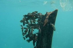 Di Balik Nama Besar Teluk Kiluan