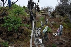 Misteri Pohon Penuh Sepatu di Indiana, AS