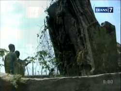 Pohon Raksasa Ajaib, Sudah Tumbang Berdiri lagi