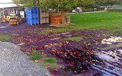 6000 Liter Red Wine Tumpah karena Vandalisme