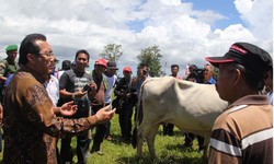 Belajar Ternak Sapi dari Sudan, Mentan: Kuncinya Padang Penggembalaan