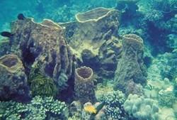 Takabonerate di Sulsel Lebih Cantik dari Wakatobi