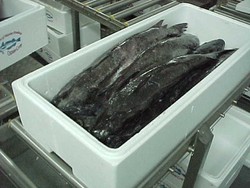 Hak Paten Kemasan Kotak Ikan Segar di Pesawat Dibatalkan