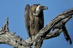 Ngeri! Turis Habis Dimakan Burung Nasar Dalam 40 Menit