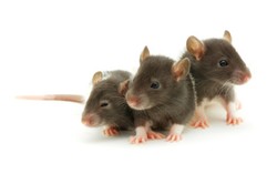 Daging Kambing Palsu Berbahan Daging Tikus Beredar di China