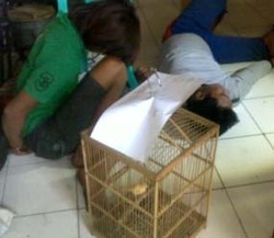 Nyolong Love Bird, Setiarjo Dibekuk Warga di Cengkareng